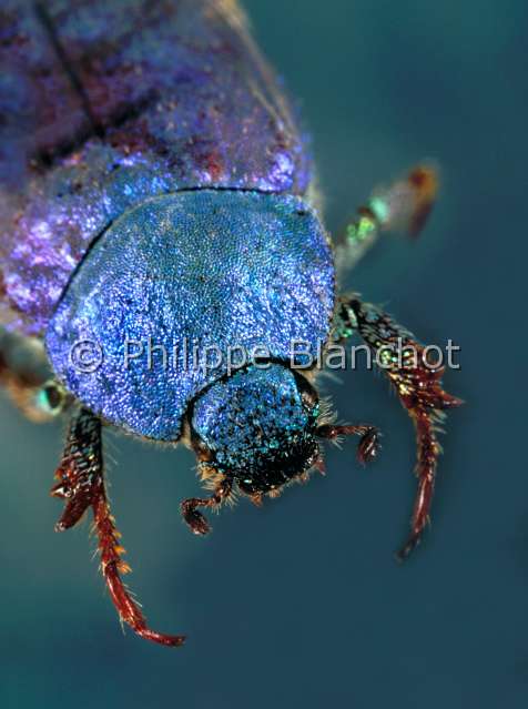 Hoplia coerulea.JPG - in "Portraits d'insectes" ed. SeuilHoplia coeruleaHoplie azureeChaferColeopteraMelolonthidaeFrance